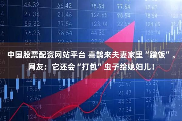 中国股票配资网站平台 喜鹊来夫妻家里“蹭饭”。网友：它还会“打包”虫子给媳妇儿！